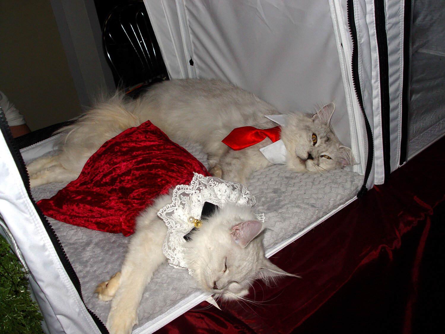 Photo #14033012