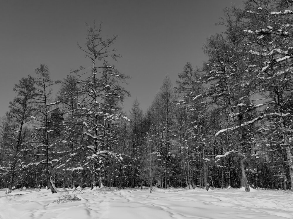 Зимний лес.