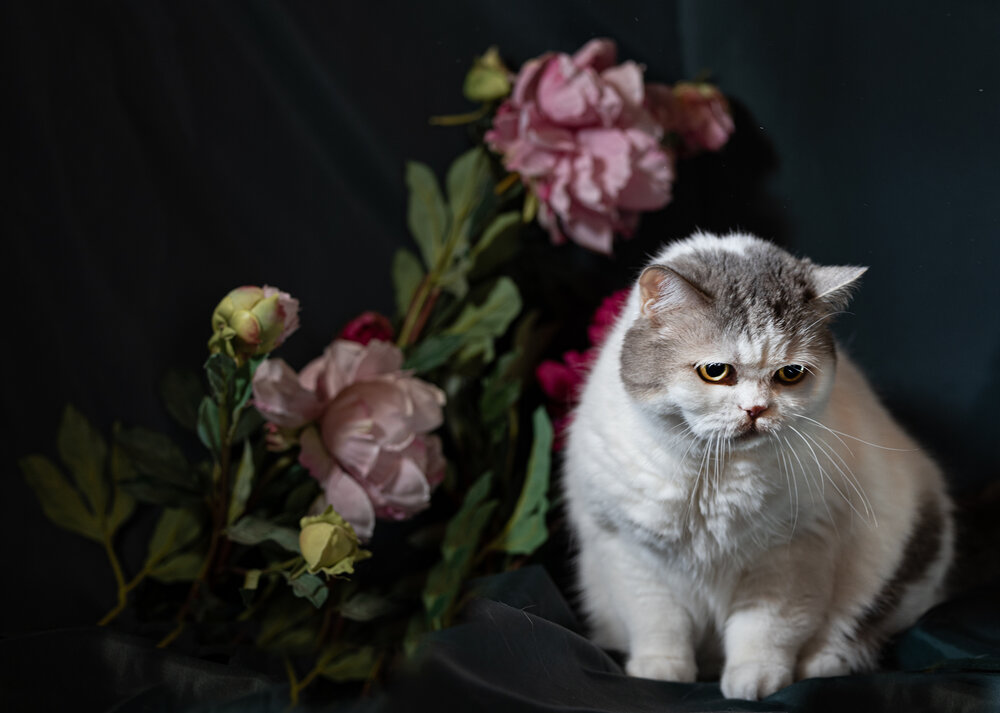 Фотография автора Наталья Шевелева