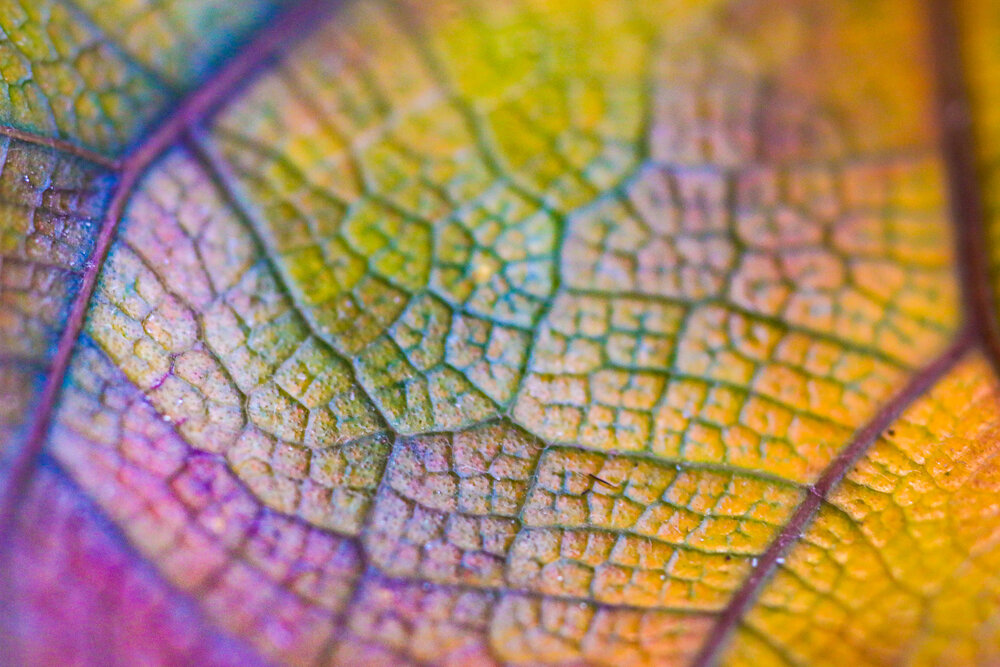 Close up on a variegated Ruber plant leaf.
