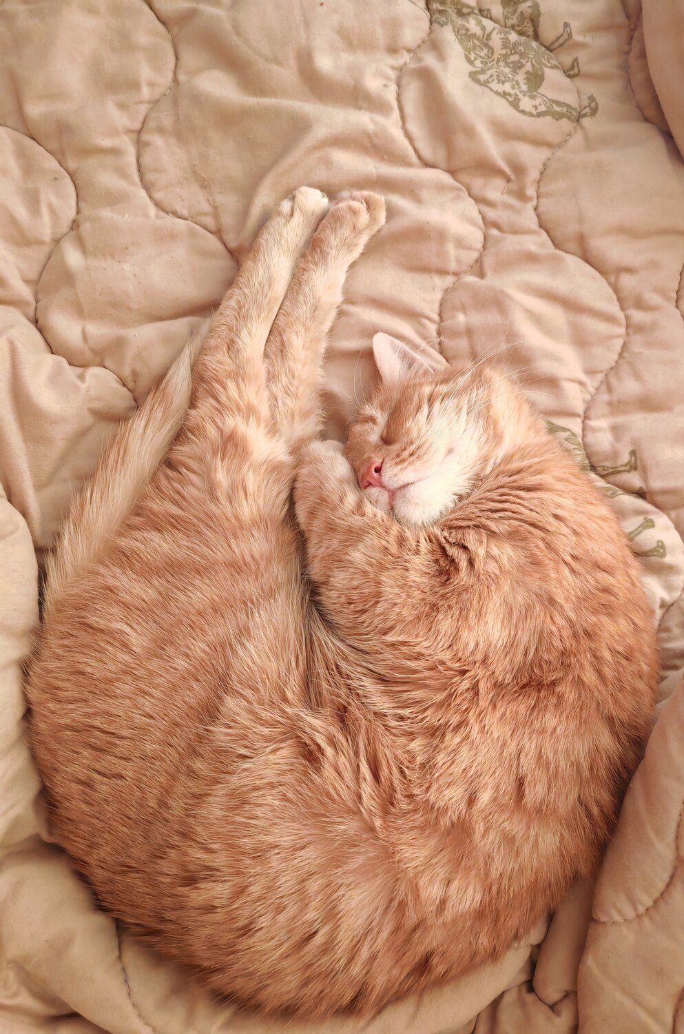 Photo #14033236