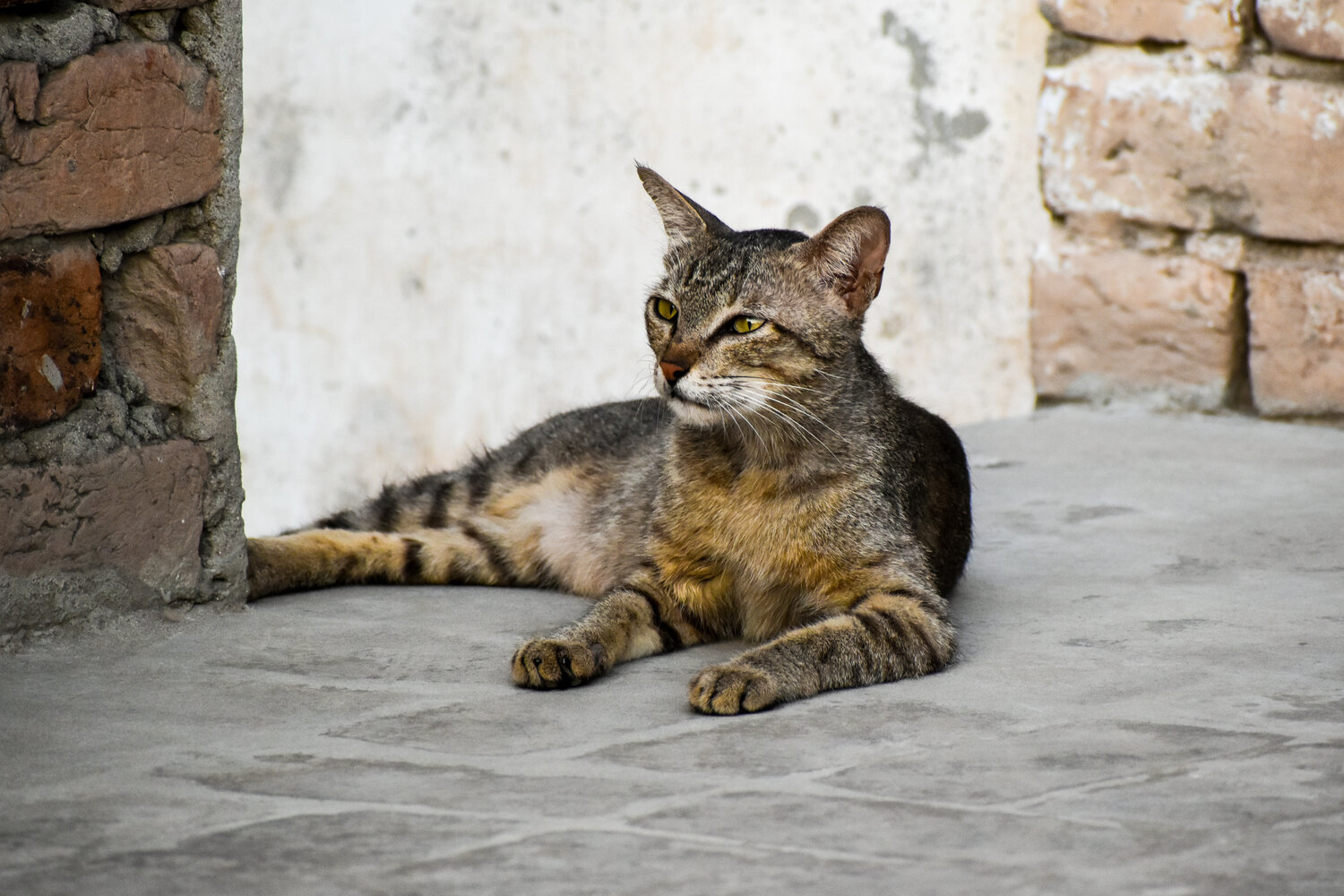 Photo #14033262