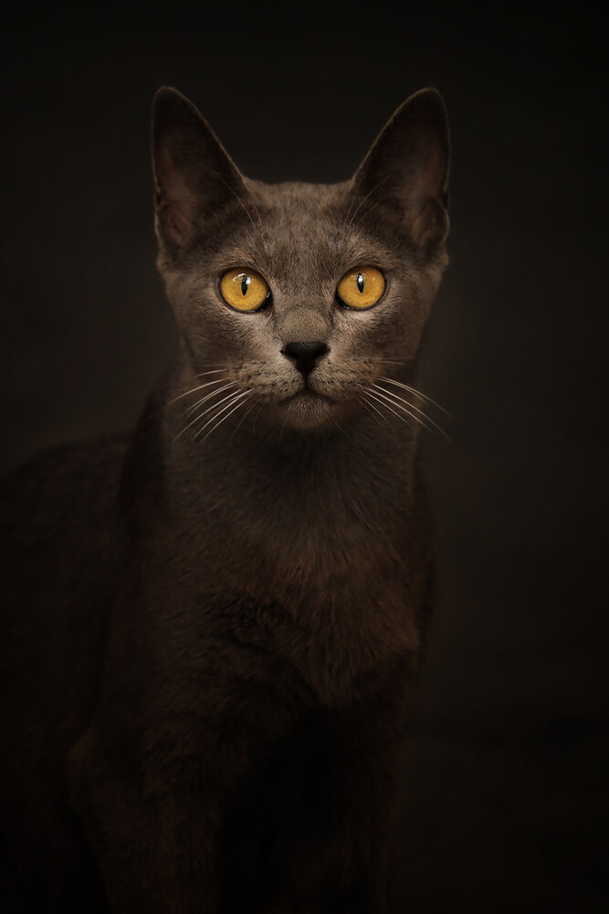Hunting vision