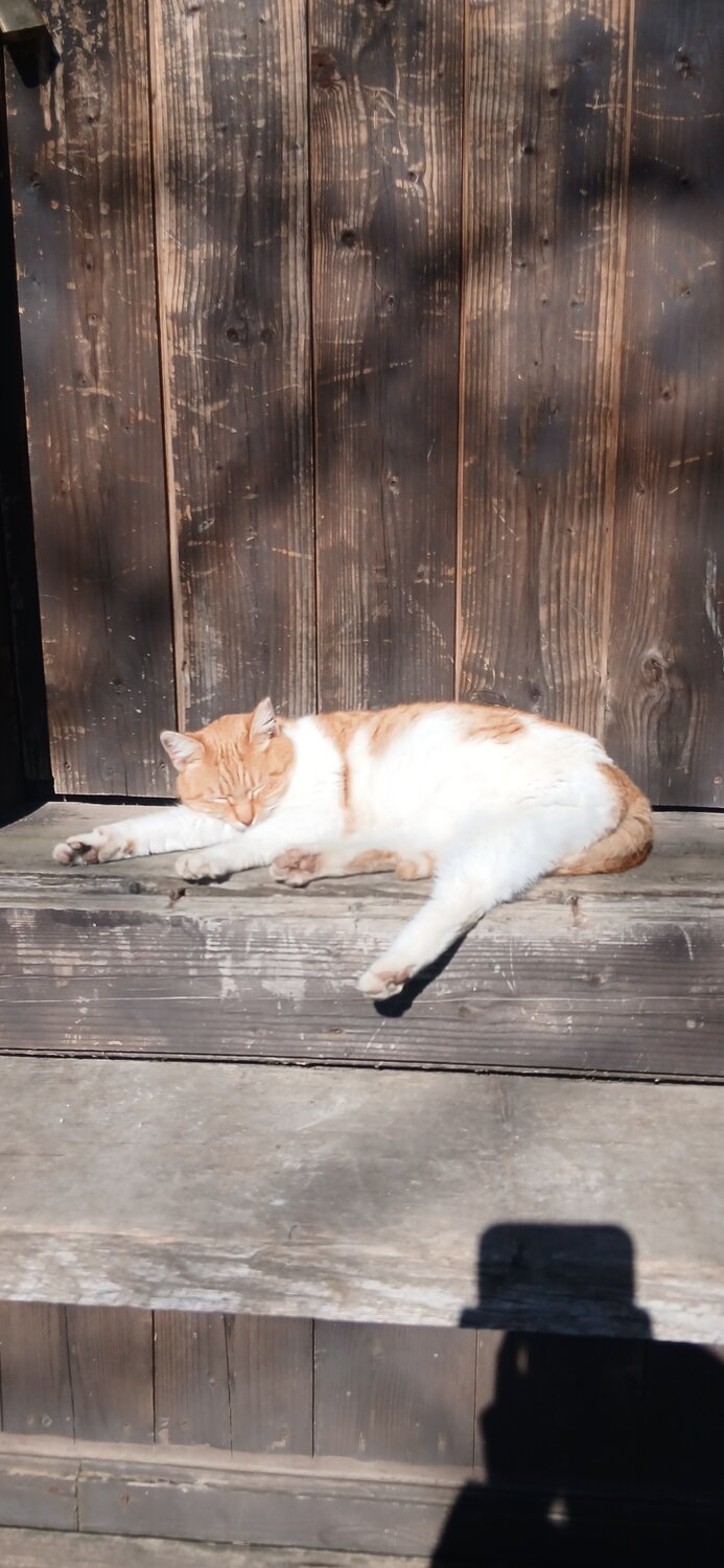Photo #14033269