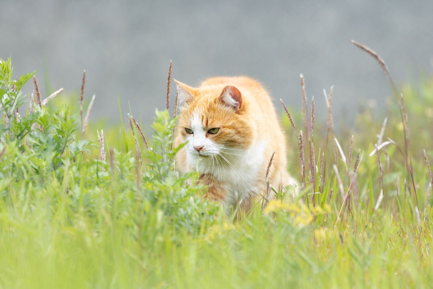 Photo #14033324