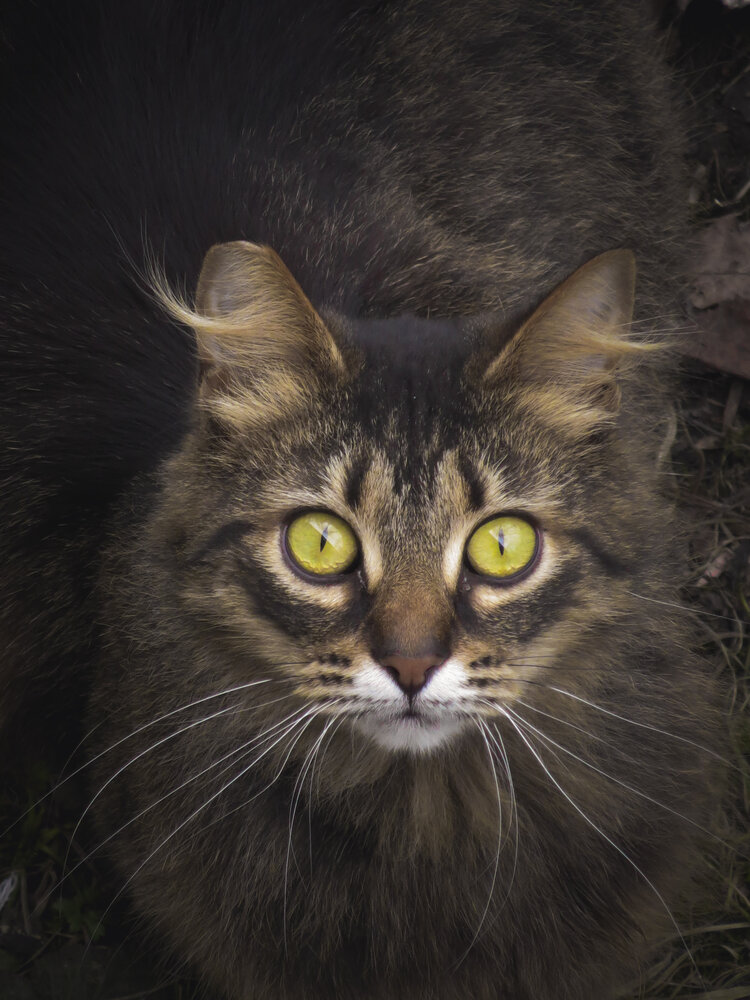 Photograph by Марина Колесник