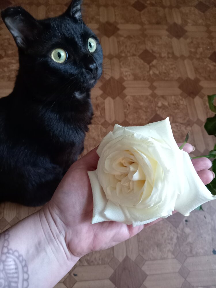Photo #14033423