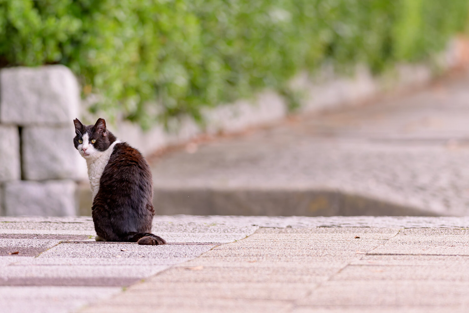 Photo #14033438