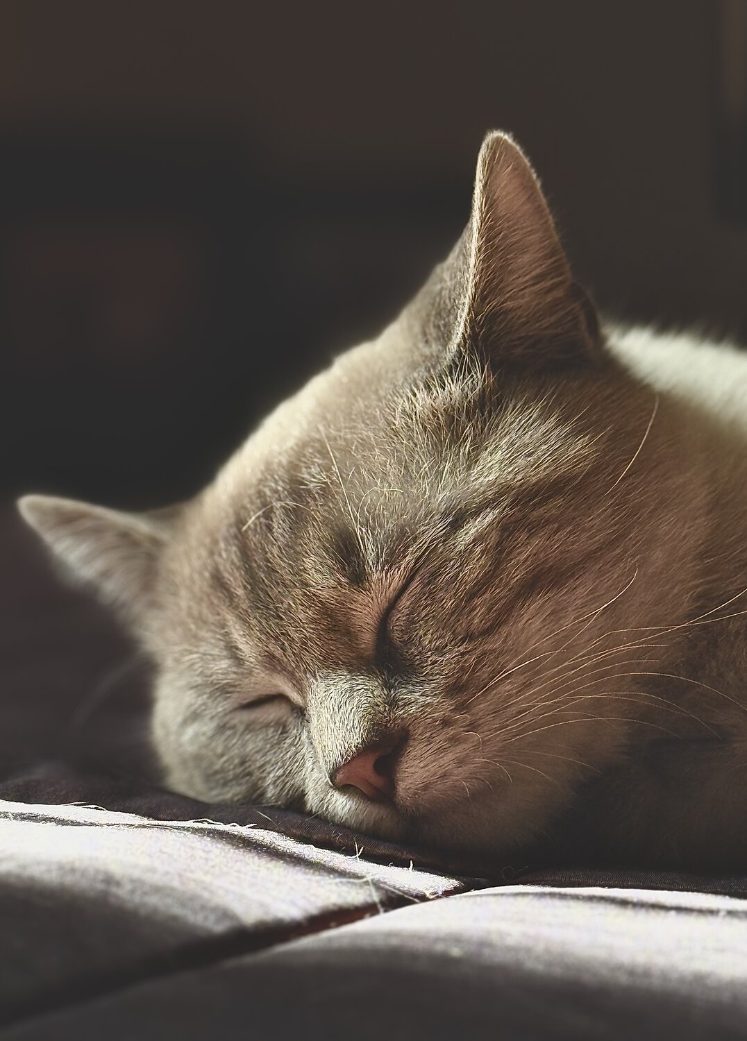 Photo #14033513