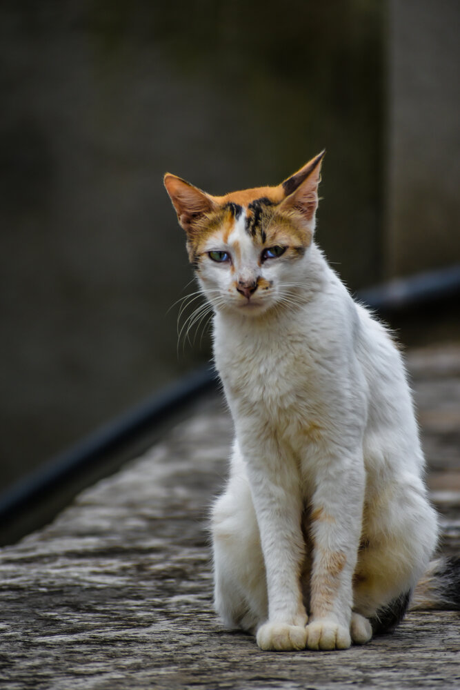 Photograph by Subhadip Kanjilal