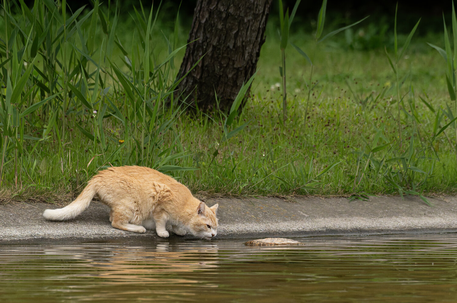 Photo #14033537