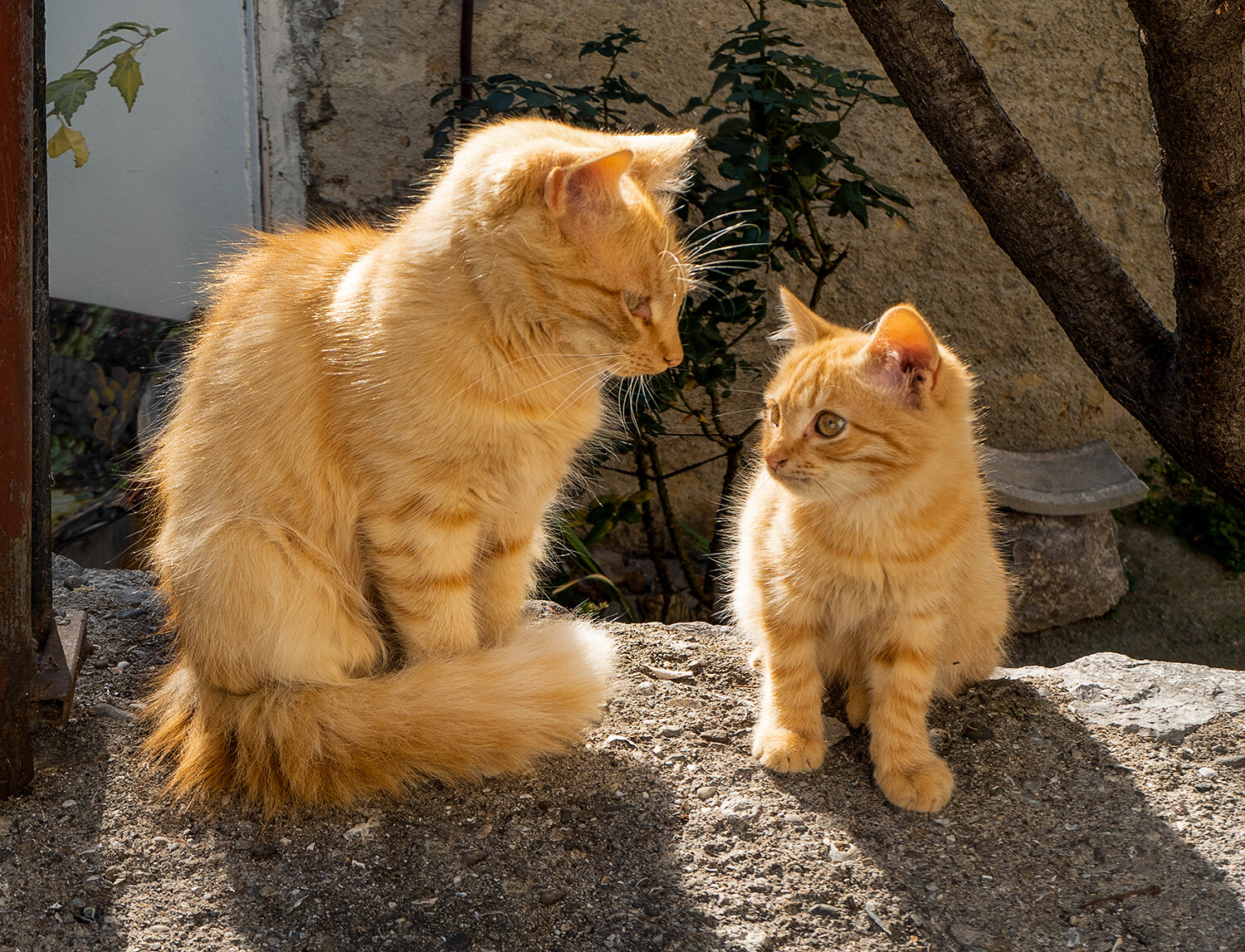 Photo #14033640