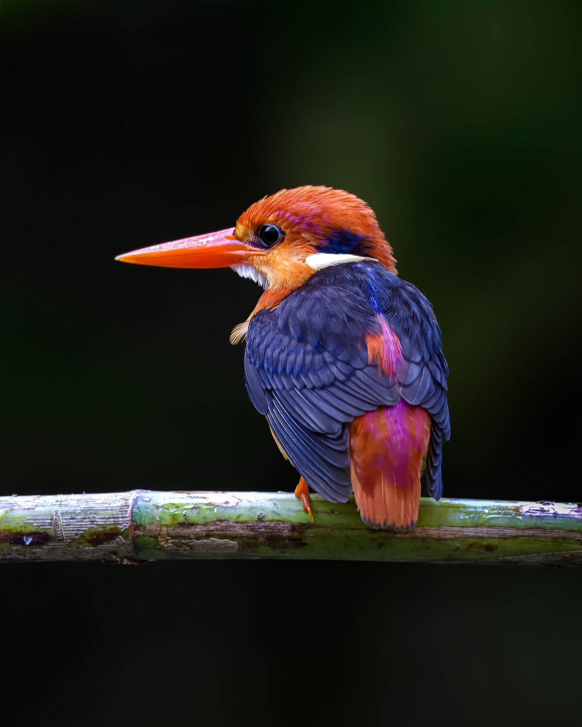 The Jewel of the Branch