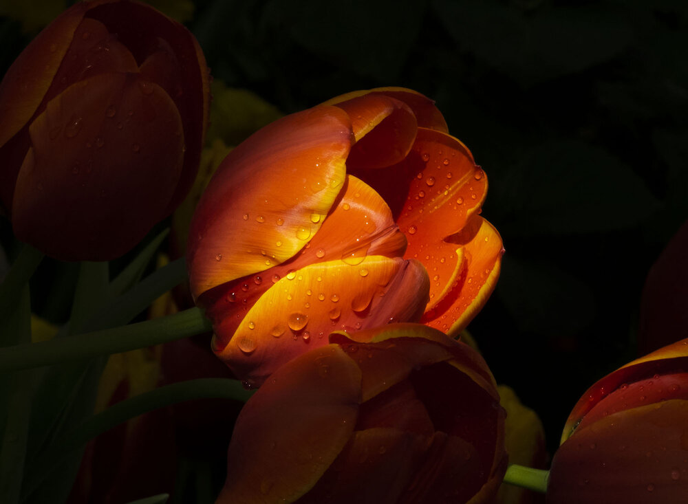 Photograph by Елена Маракулина