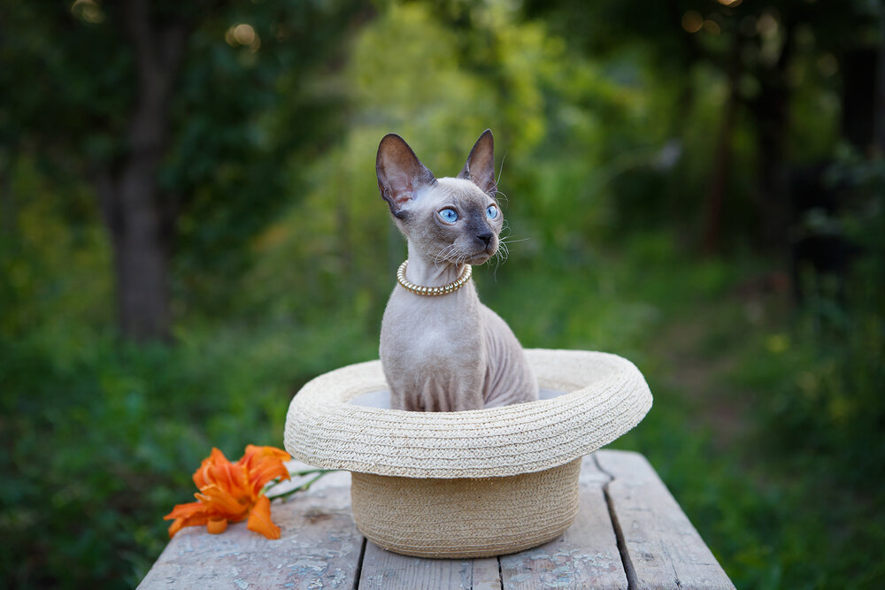 Photograph by Инна Сухова