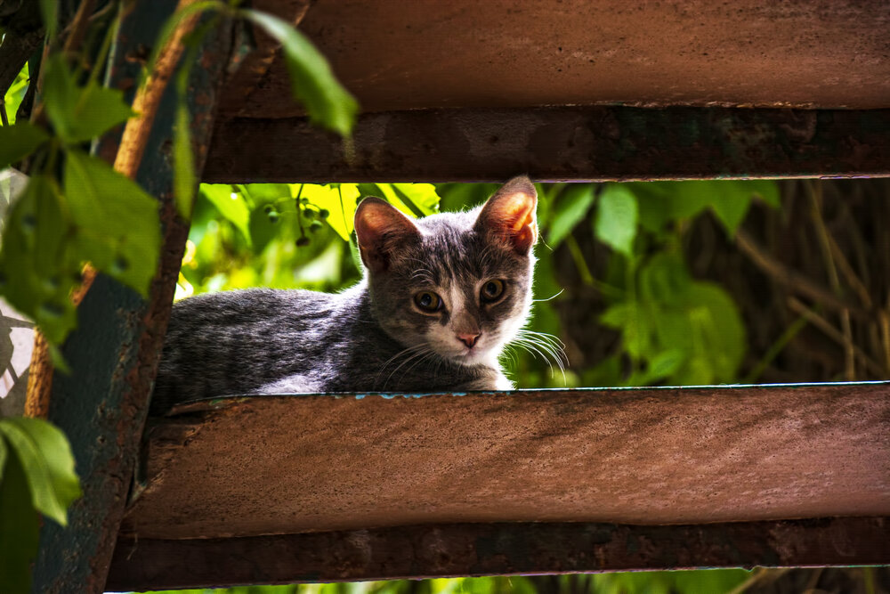 Photograph by Радомир Мойся