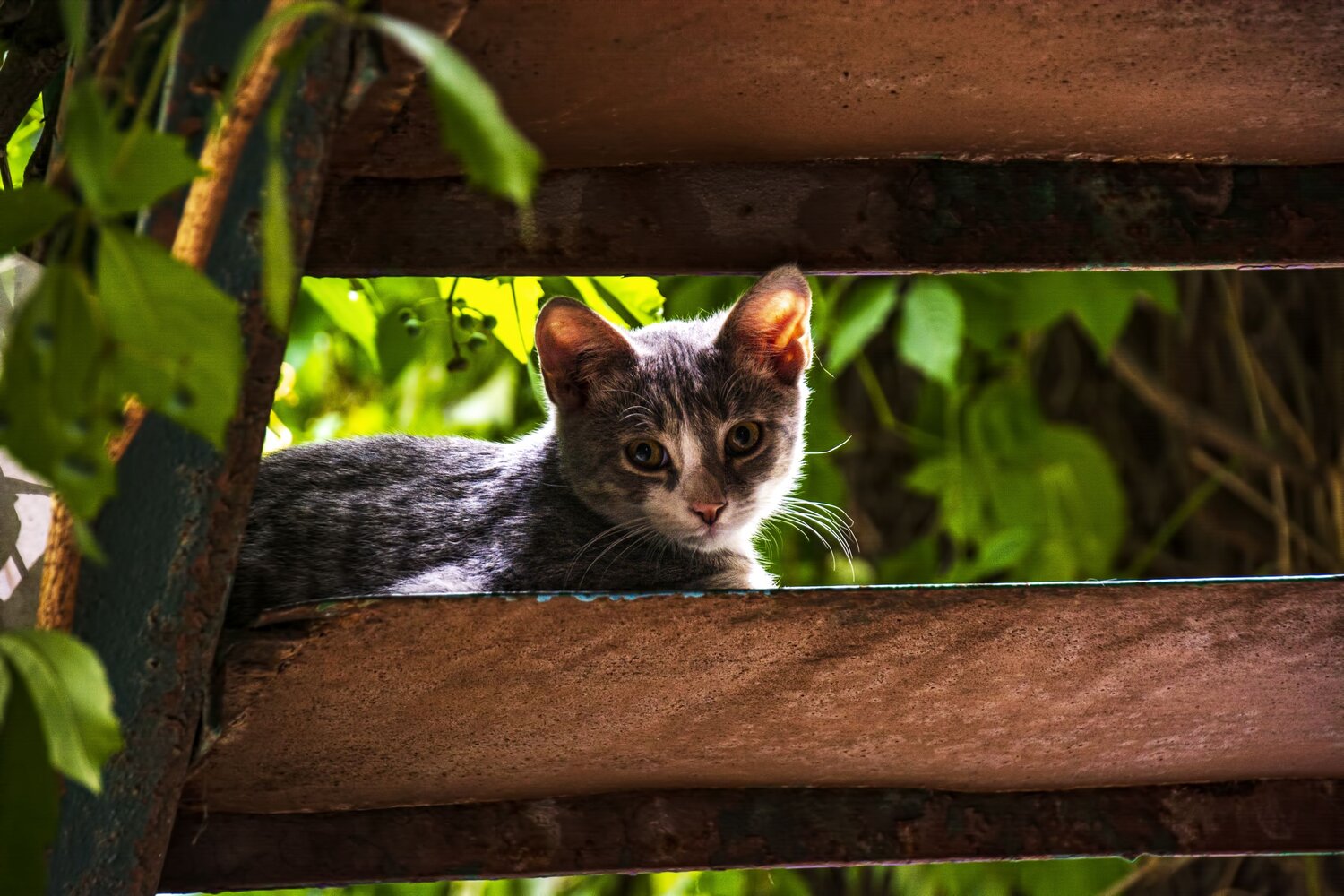 Photo #14033932