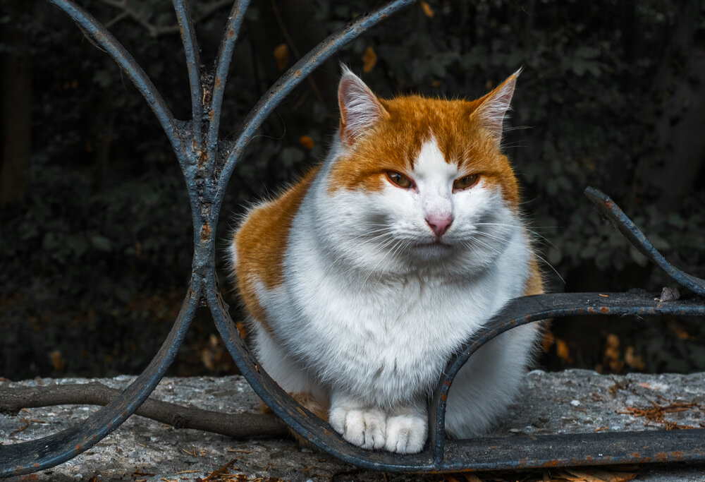 Photograph by Солодар Виктория