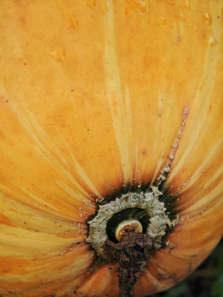 Photograph by Людмила Воропаева