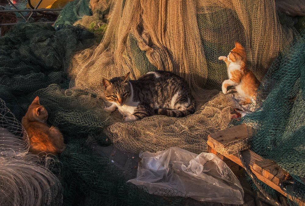 Photograph by Солодар Виктория