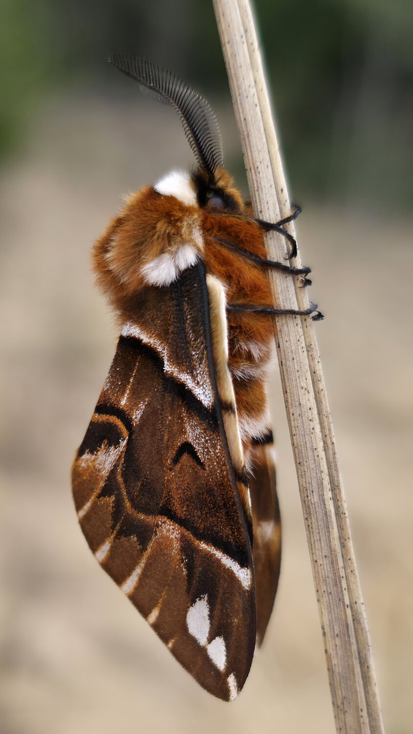 Photo #14034036