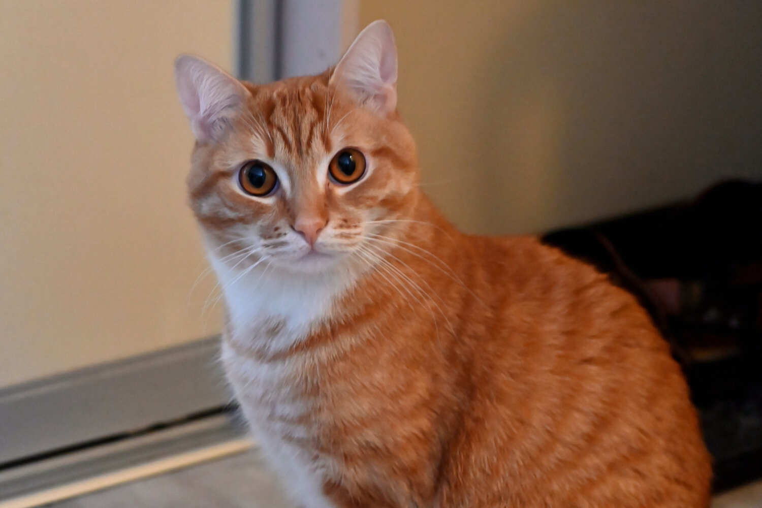 Photo #14034074