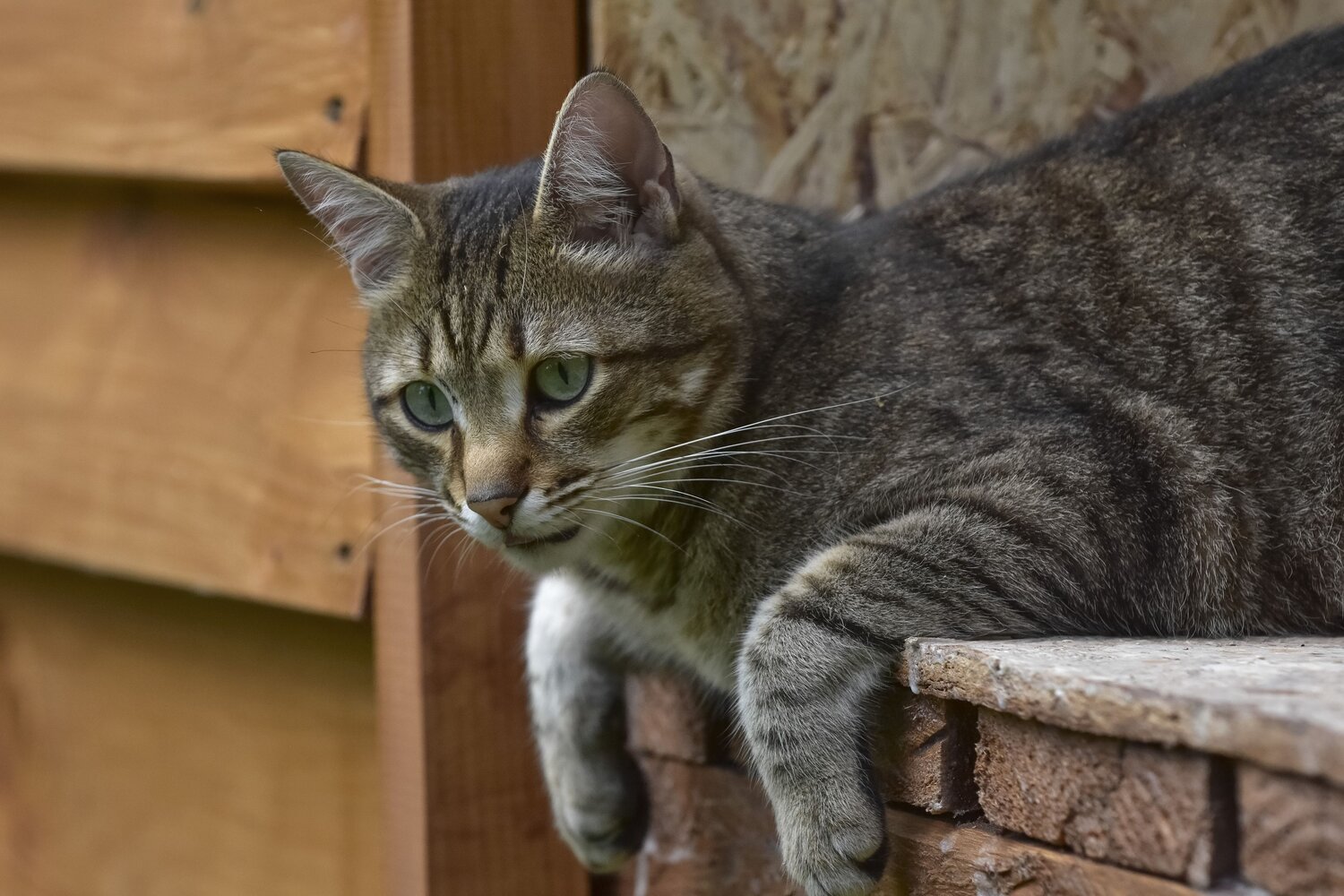 Кот на отдыхе