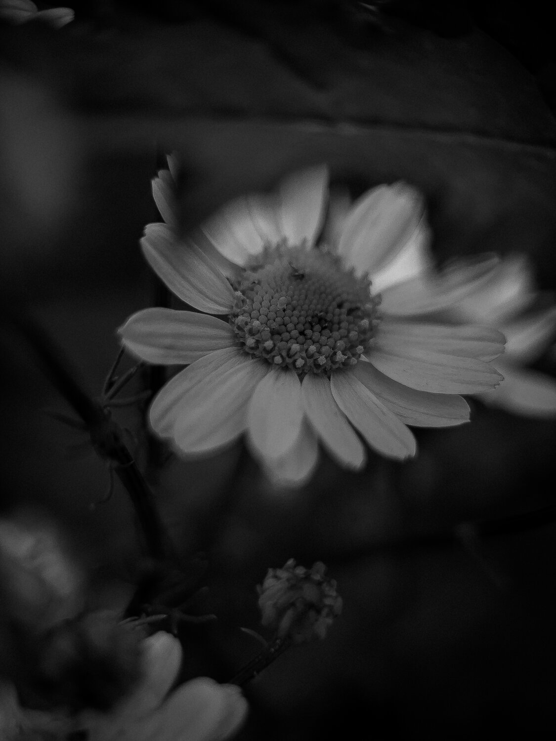 Photo #14034117