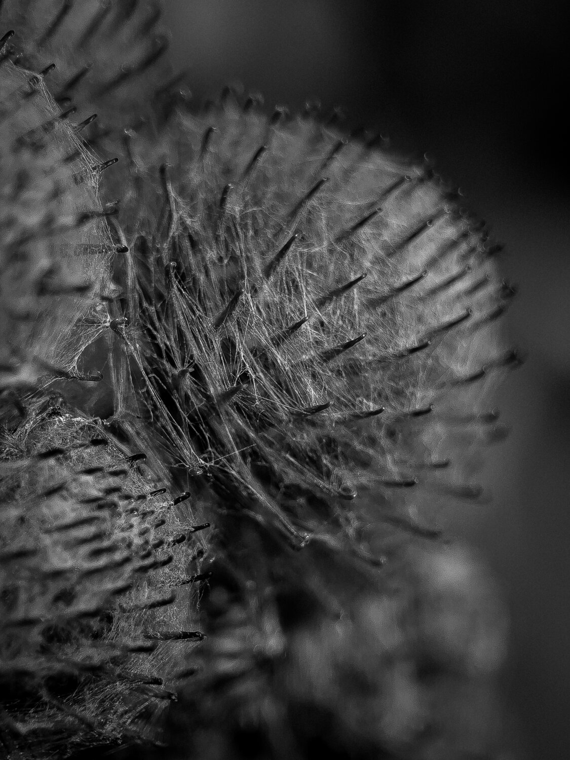 Photo #14034137
