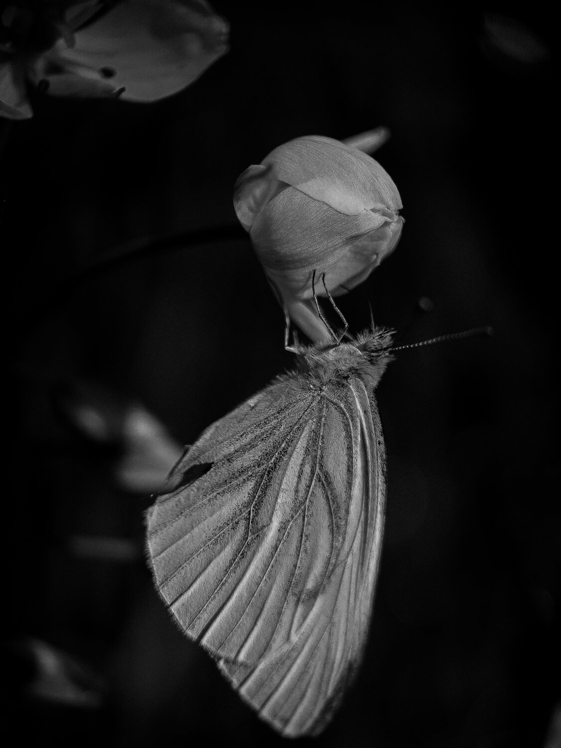 Photo #14034145