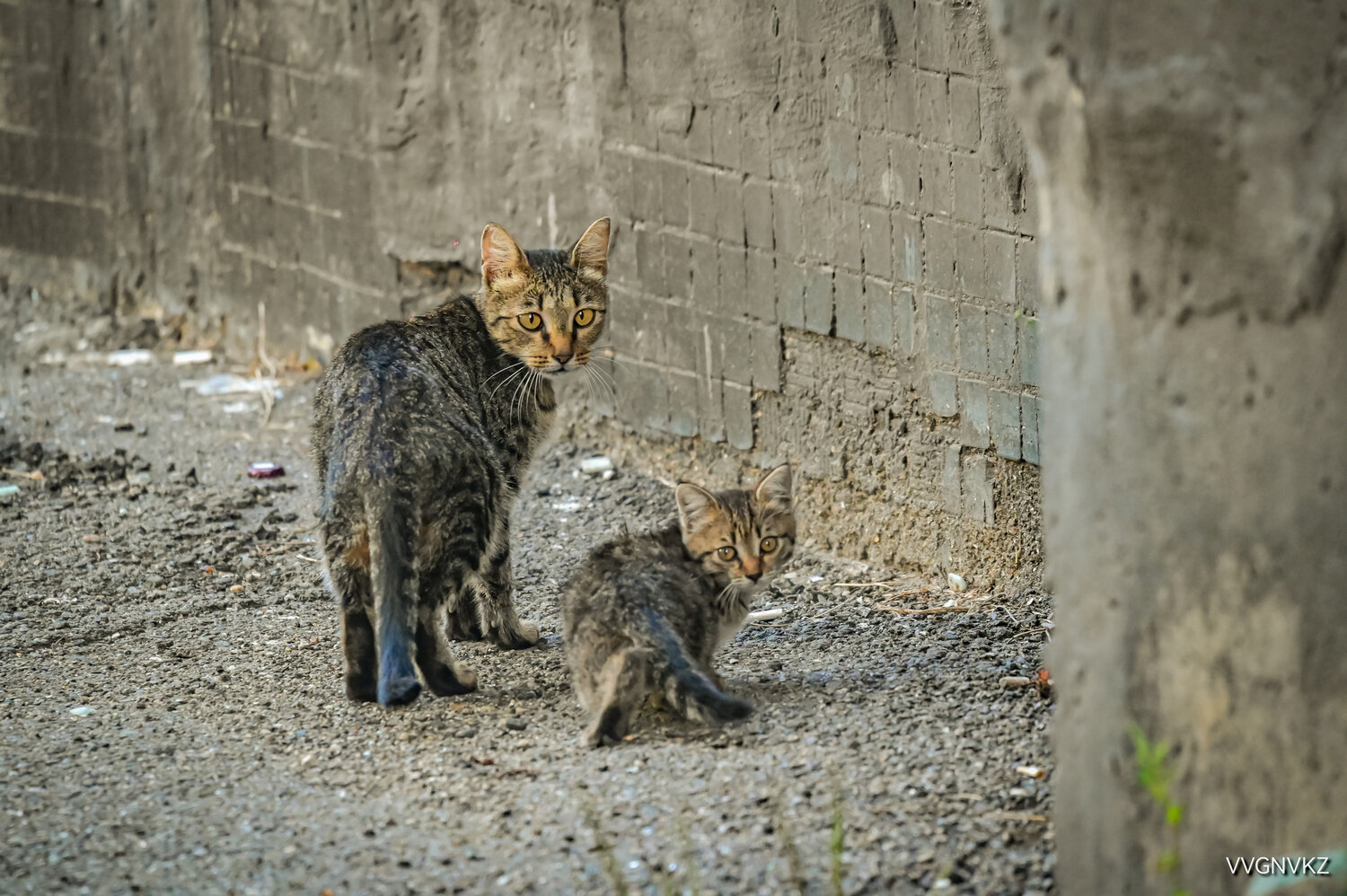 Photo #14034149