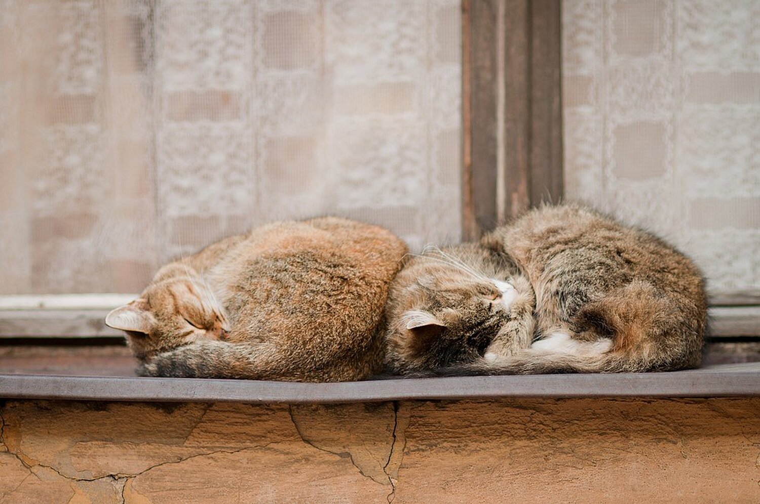 Photo #14034164