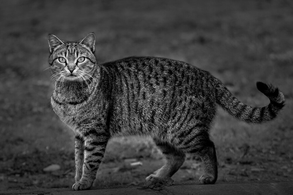 Photograph by hasan sorena jouri