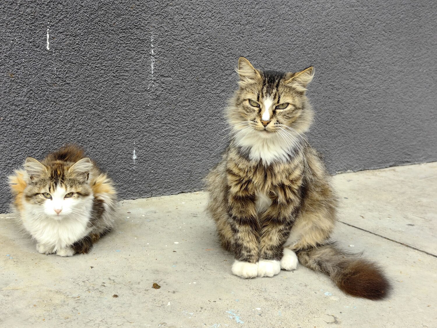 Photo #14034182