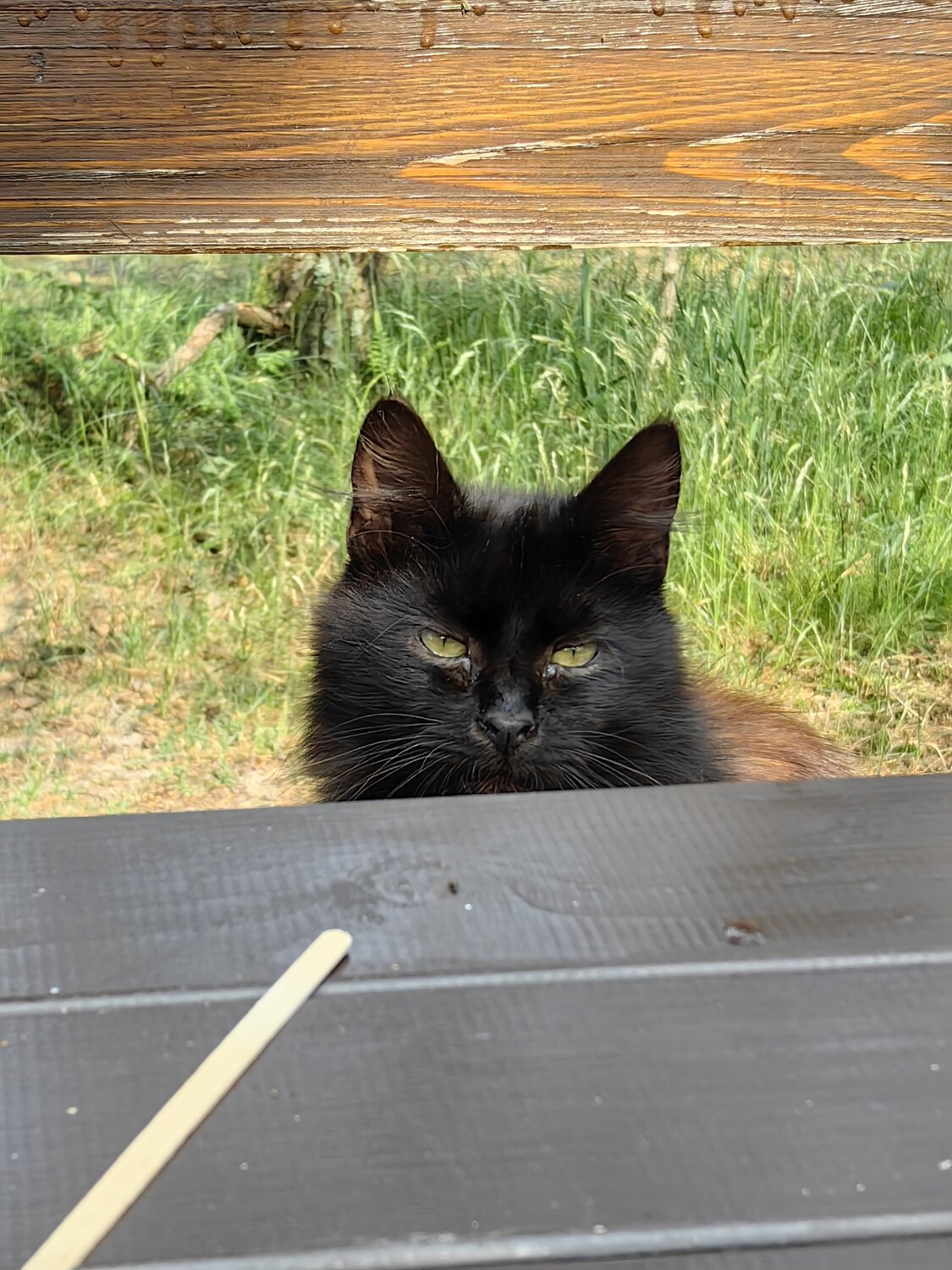 Photo #14034183