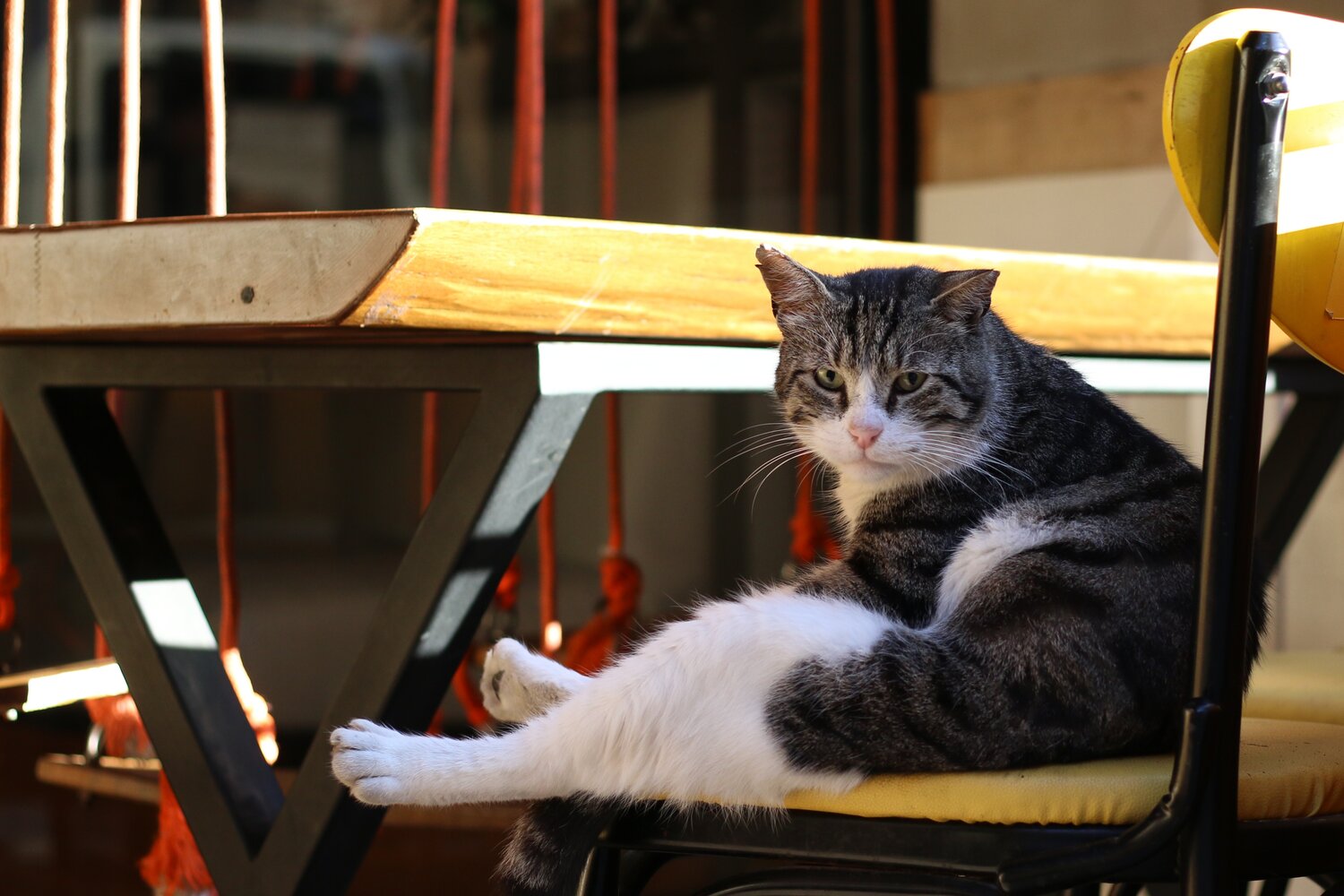 Photo #14034237