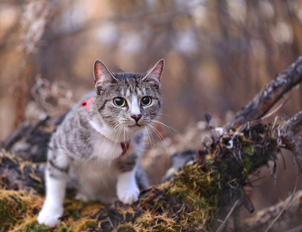 Photograph by Евгения Левина