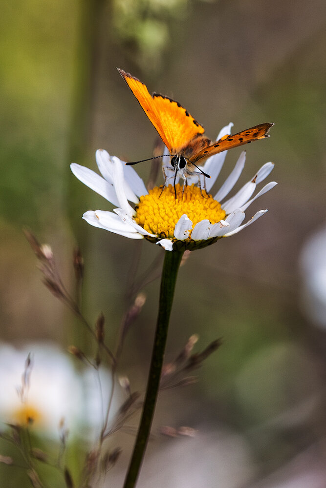 Photograph by Леонид Никитин