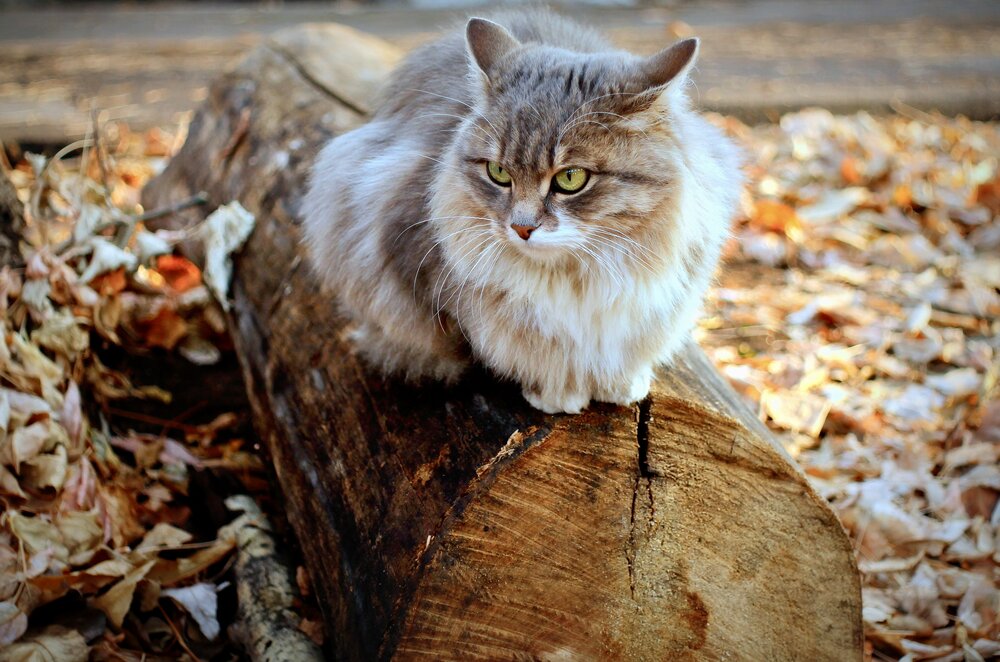 Photo #14034403