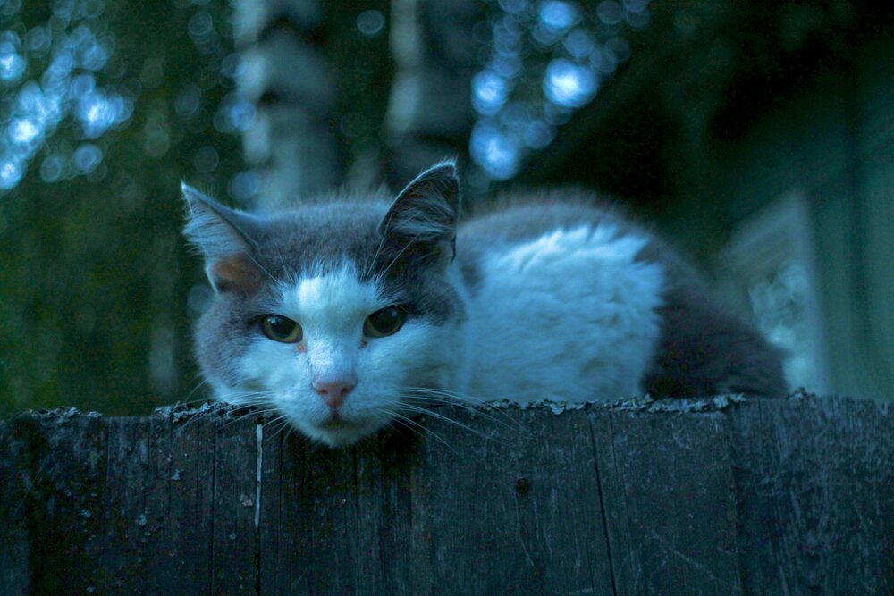 Photo #14034436