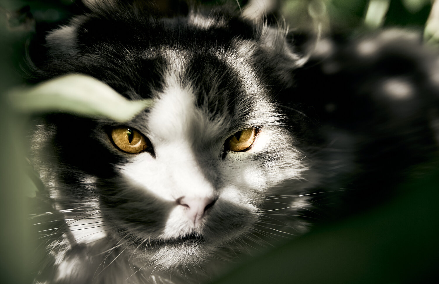 Photo #14034453