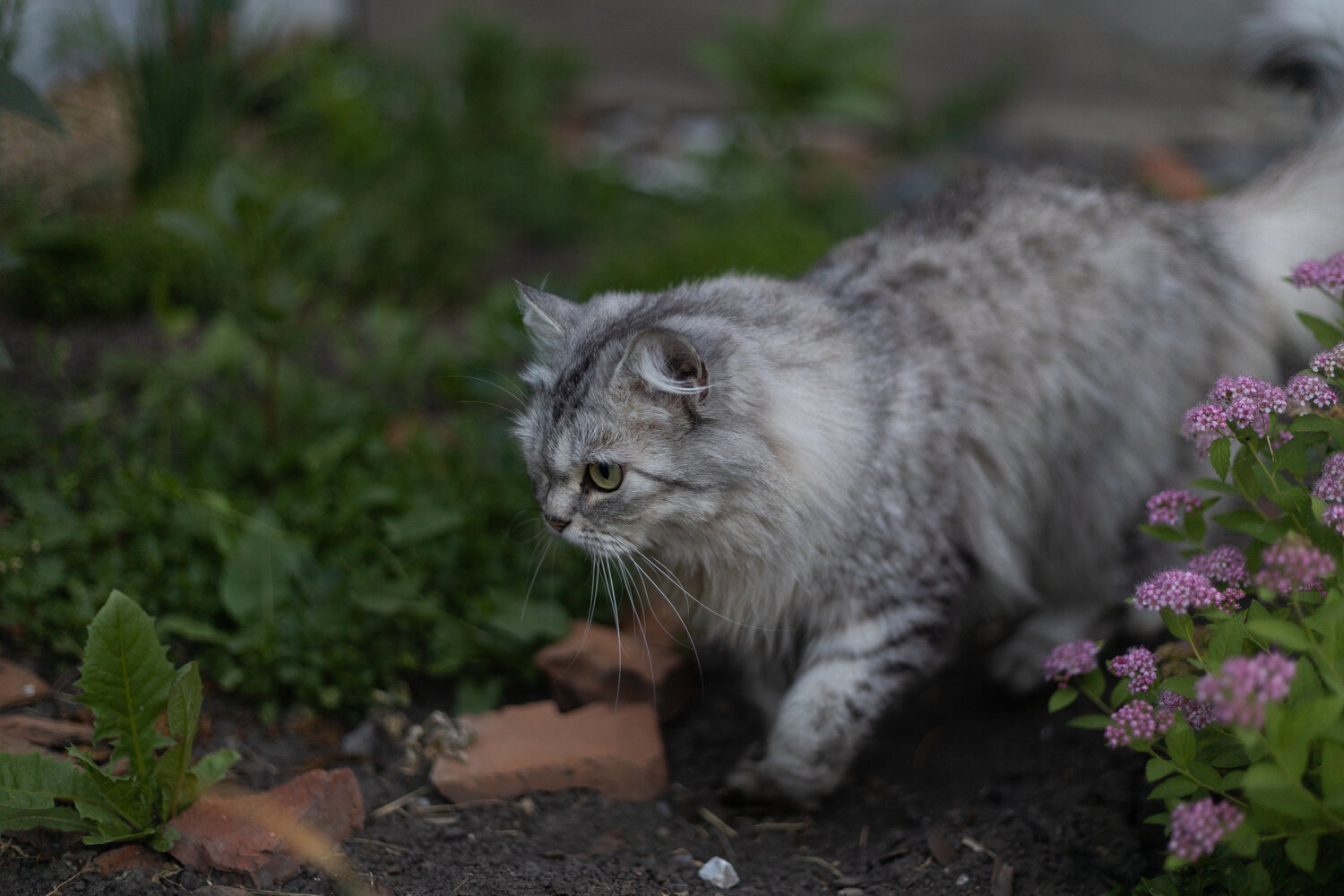 Photo #14034465