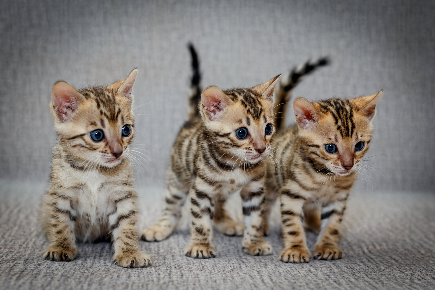 Photo #14034490