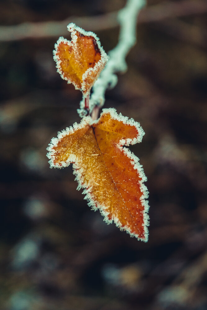 Photograph by Максим Светличный