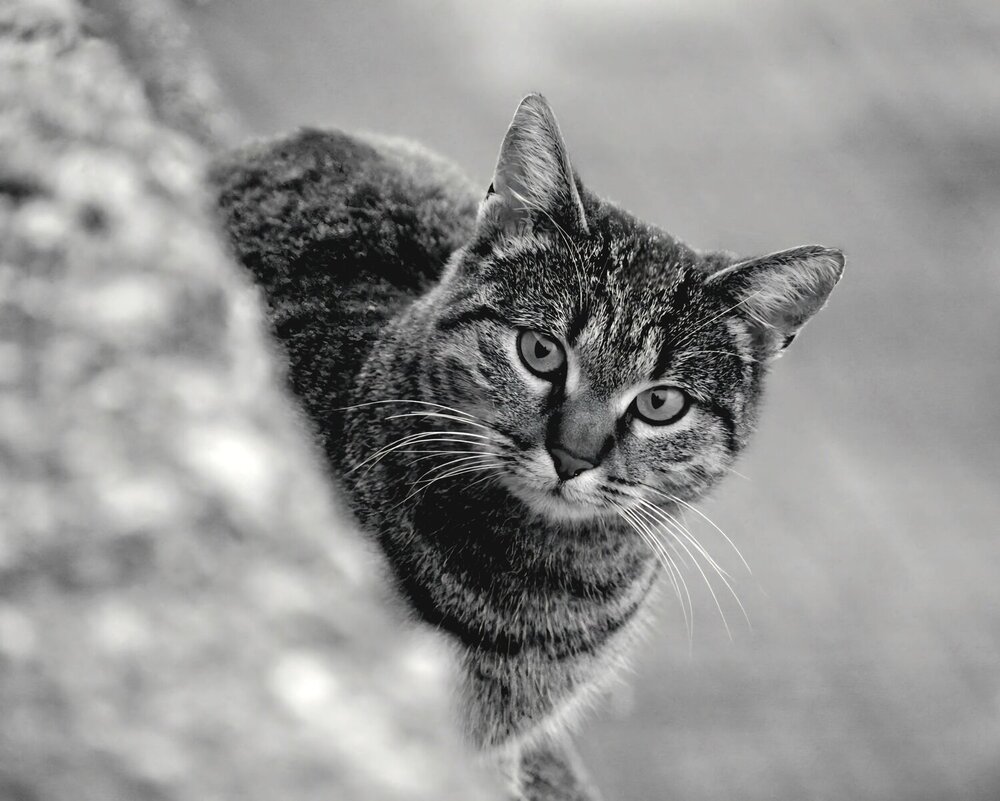 Photograph by Елена Василева