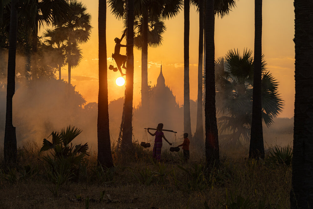 Palm-tree climber with the background of Bagan Temples