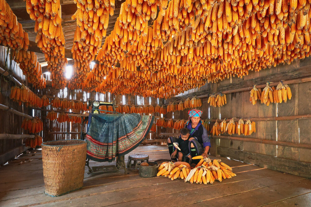 Surrounded by corn cobs, North Vietnam