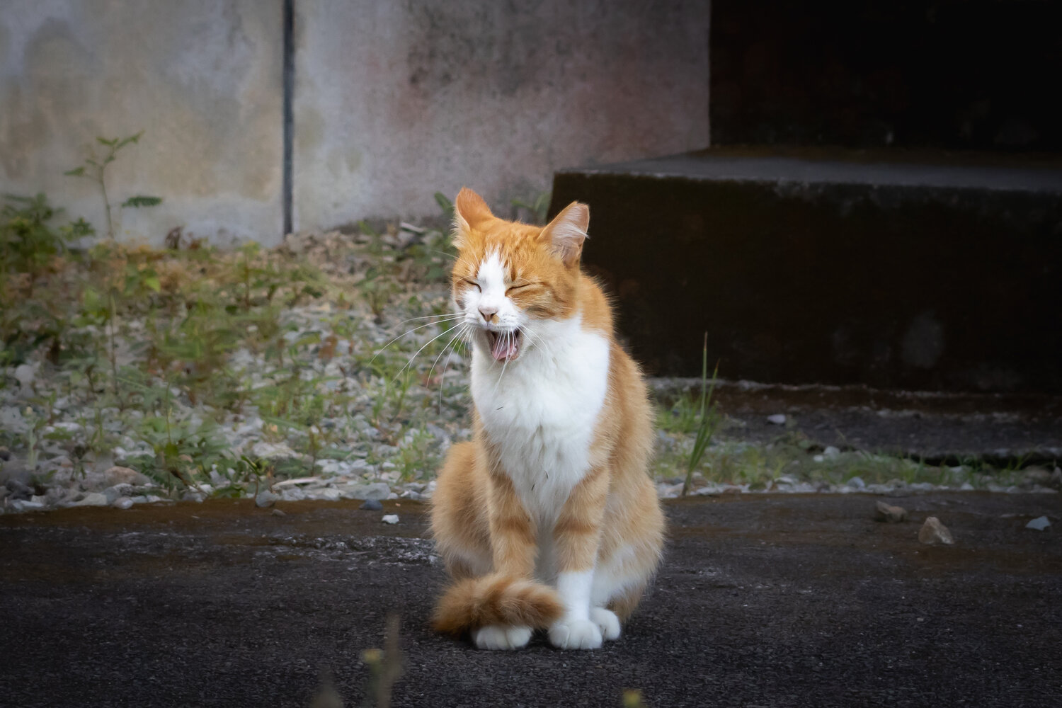 Photo #14034691
