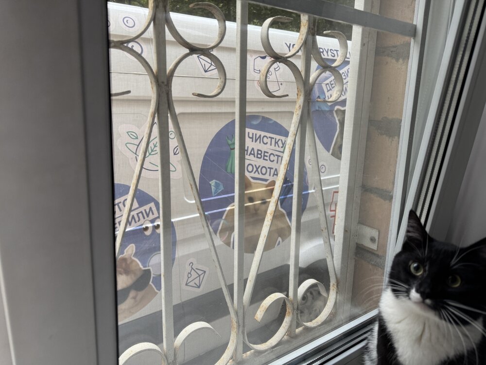 че-то про котов