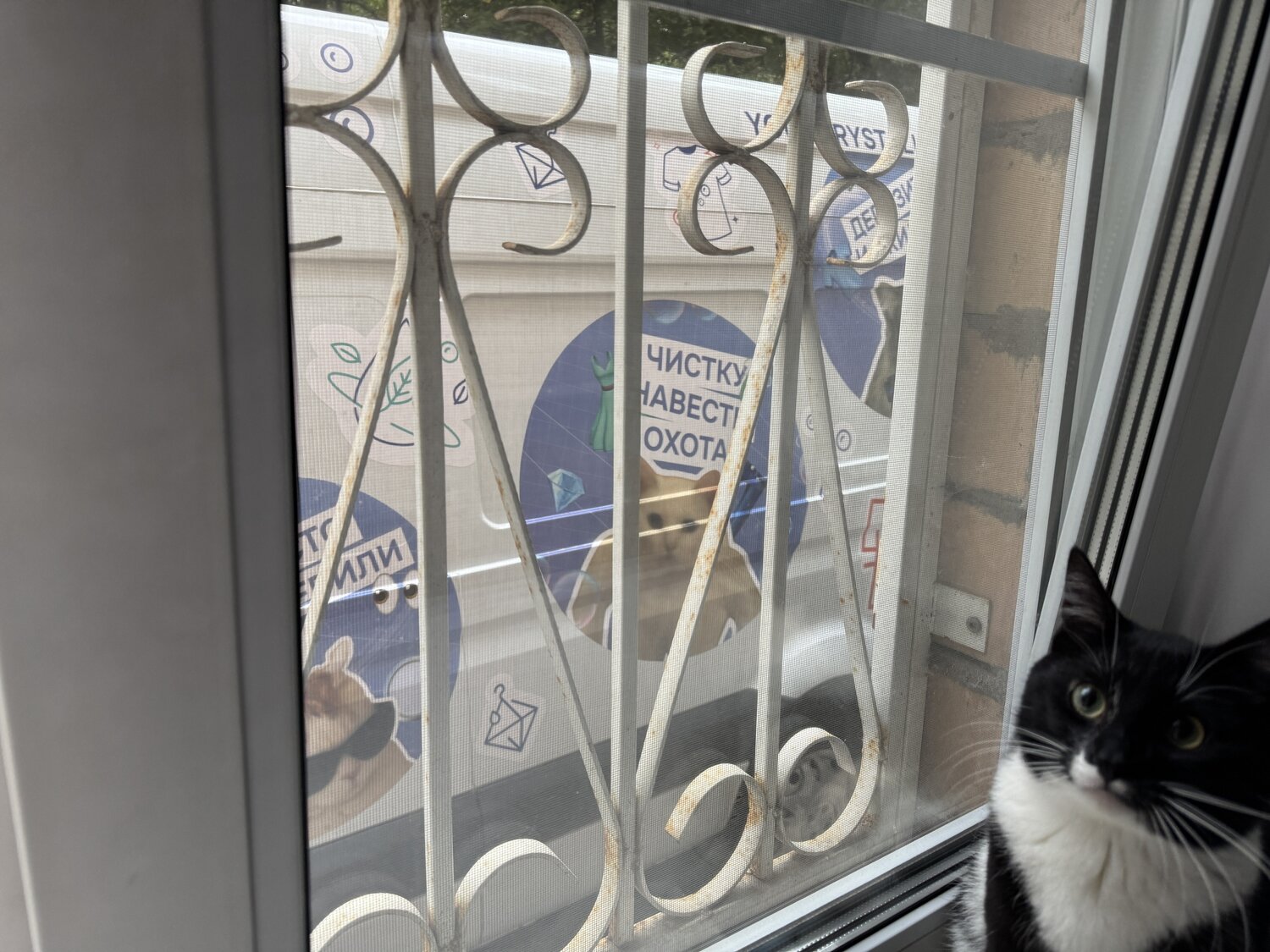 че-то про котов